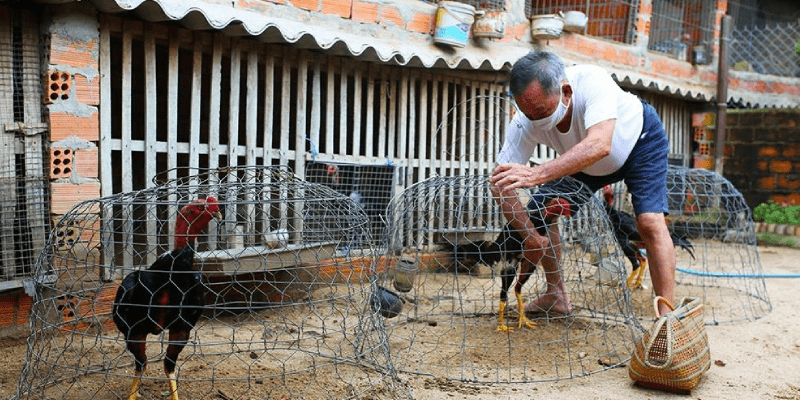 Nguyên tắc chăm sóc gà chọi sư kê nhất định phải làm